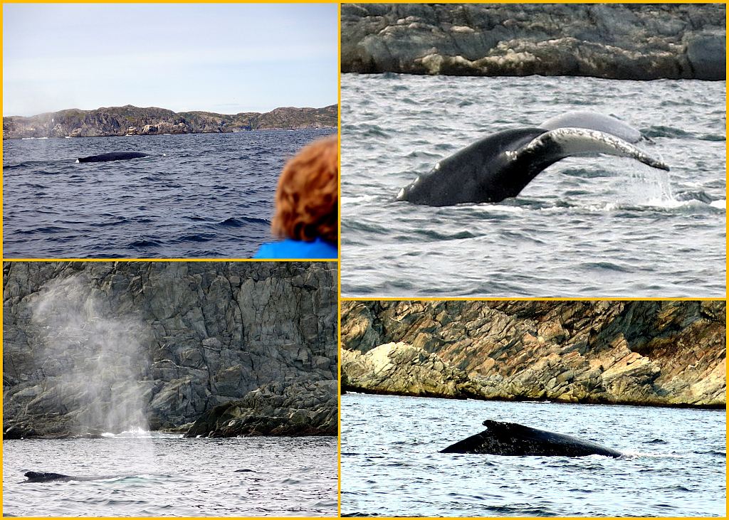 Photo Collage whales