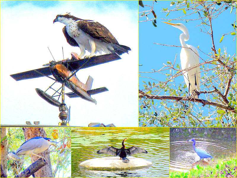 Birds at My Backyard Feeder