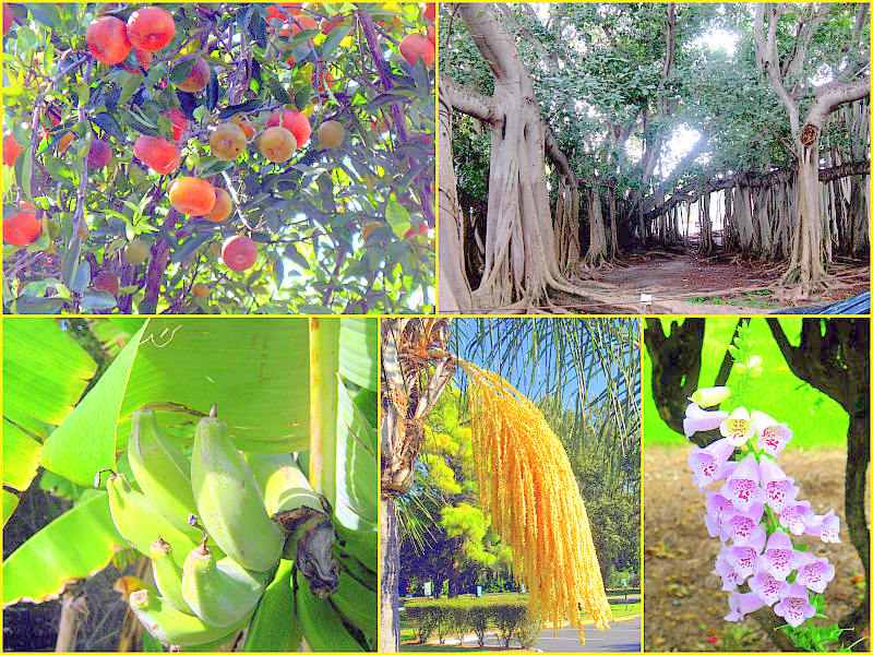 Plants Of Southern Florida