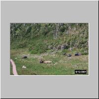 Glade Below Carthew Pass