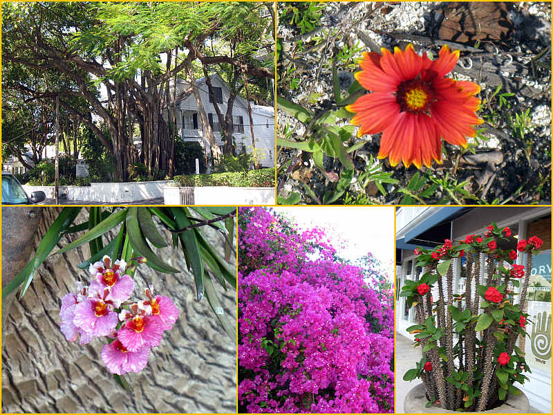 Key West Flora