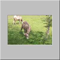 Big Horn sheep - Miette Hot Springs