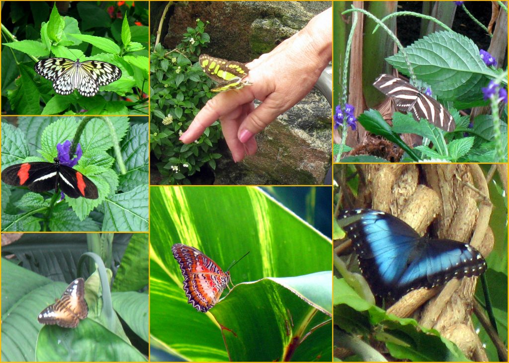 Photo Collage, Butterfly Conservatory